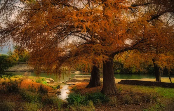 Осень, деревья, Austin, Техас