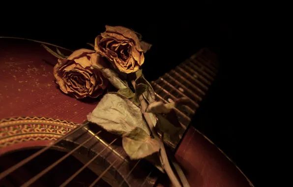 Картинка цветы, гитара, розы