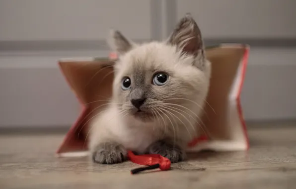 Котенок, пакет, сиамский