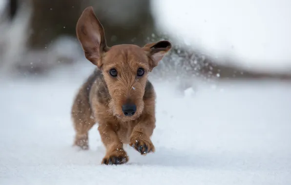Зима, снег, собака, прогулка