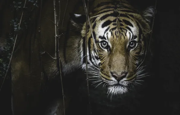 Картинка взгляд, тигр, хищник, засада