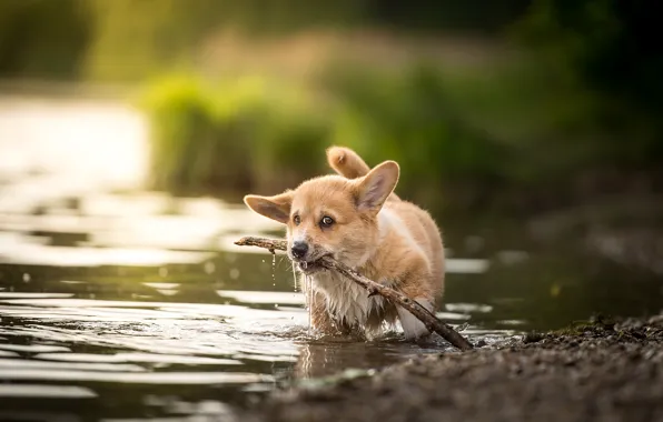 Вода, малыш, щенок, палка, Вельш-корги