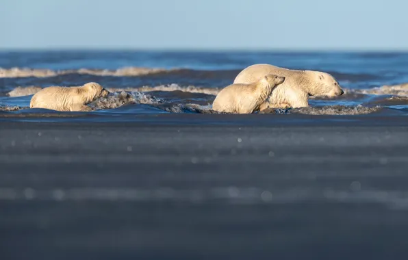 Зима, море, волны, белый, вода, снег, природа, поза