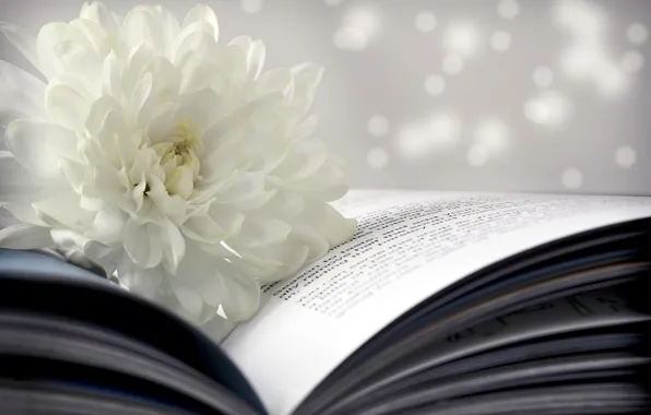 Картинка цветок, книга, белая, страницы, боке, хризантема