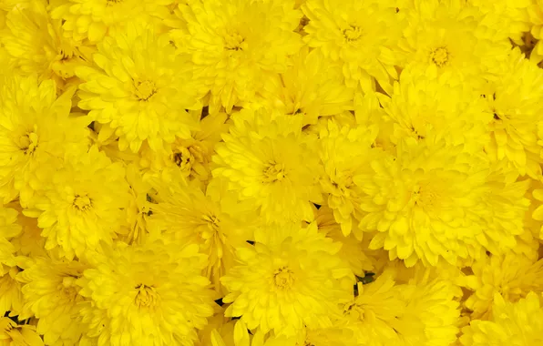 Макро, хризантемы, жёлтые