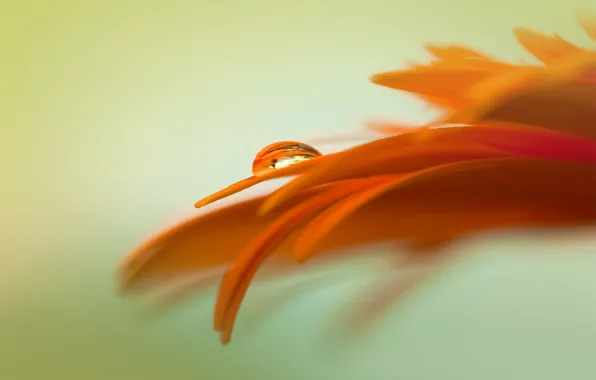 Картинка цветок, капля, Galaxy S3