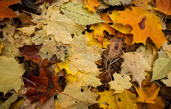 Картинка осень, капли, макро, листва