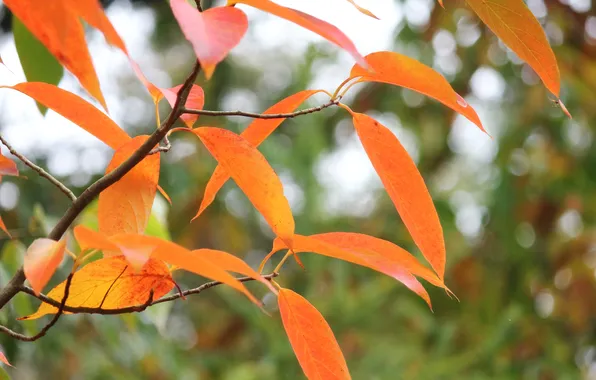 Осень, листья, ветки