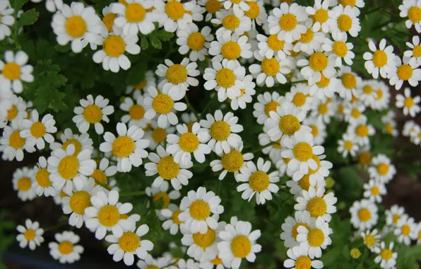 Зелень, ромашки, Цветы
