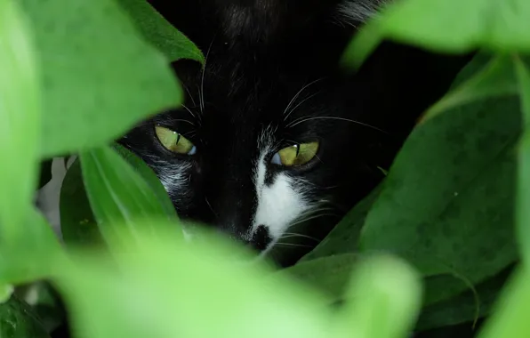 Картинка зелень, глаза, кот, взгляд, котэ