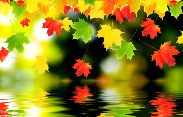 Осень, листья, вода, отражение, клён
