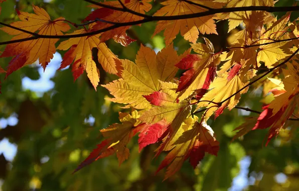 Осенние листья фото скачать — красивые картинки