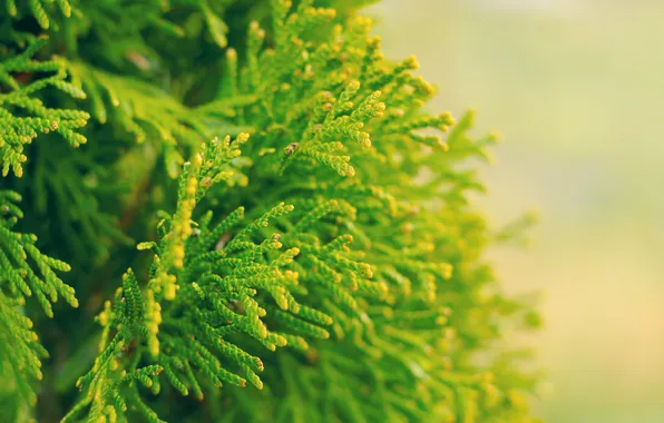 Green, twig, thuja