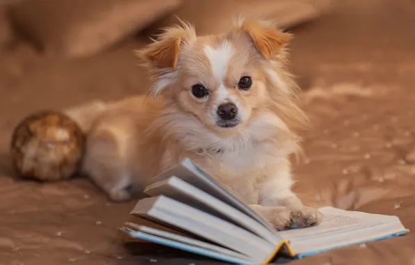 Картинка взгляд, собака, книга