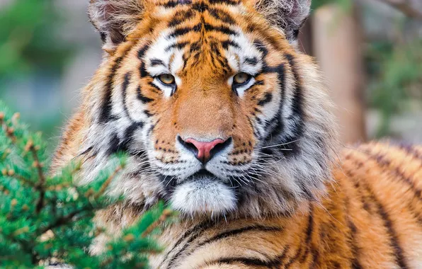 Картинка взгляд, тигр, хищник