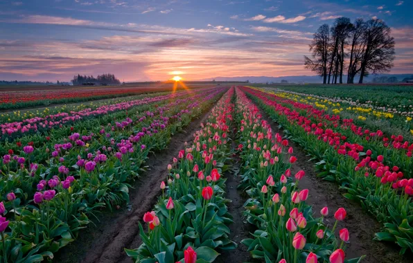Nature, town, farm