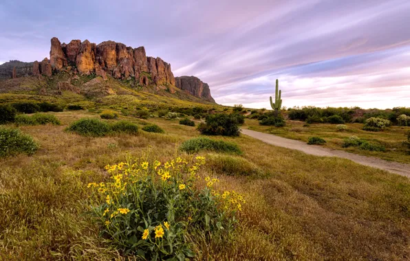 Landscape, Flowers bloom, Arizona desert, Superstition Wilderness