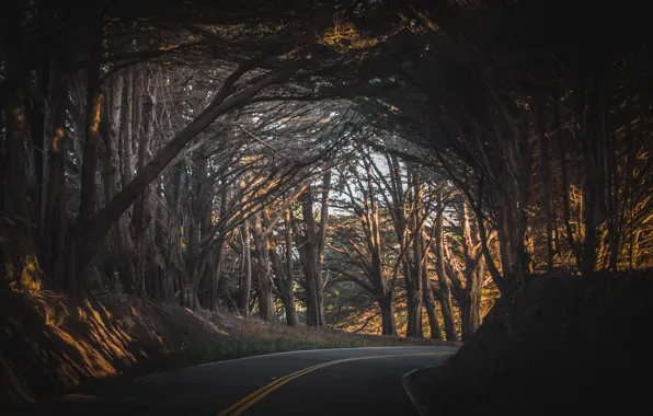 Картинка дорога, лес, свет, деревья, закат, Калифорния