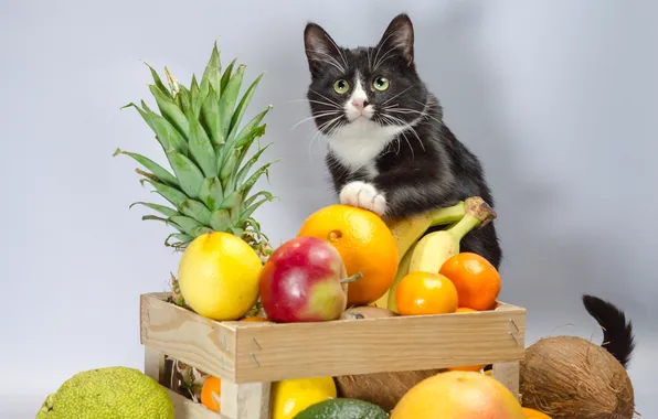 Кошка, взгляд, поза, котенок, черно-белый, фрукты, ящик, мордашка
