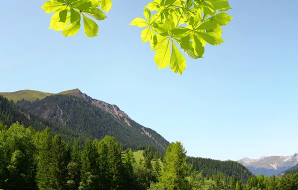 Картинка зелень, лес, небо, трава, солнце, деревья, горы, ветки