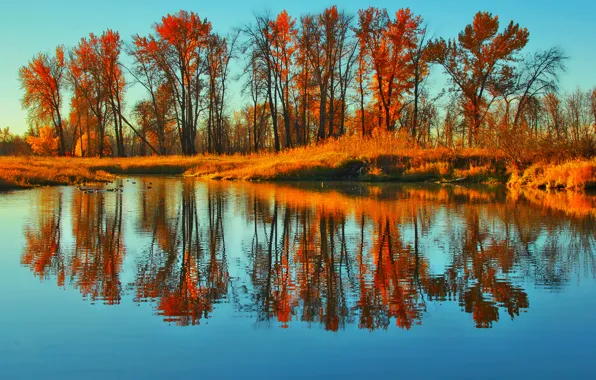 Red, grass, gold, river, trees, animals, nature, blue