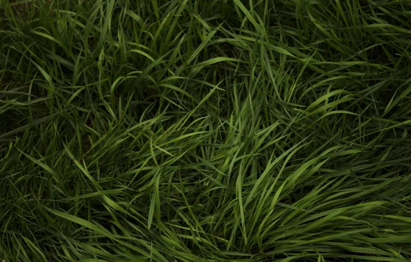 Зелень, трава, травка