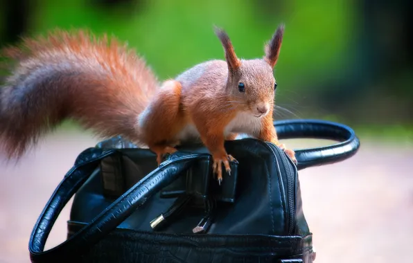 Картинка природа, животное, белка