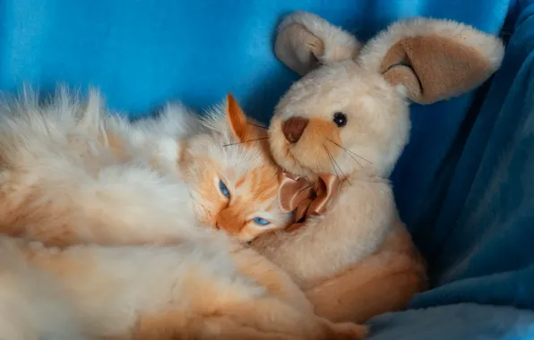 Кошка, кот, взгляд, поза, вместе, игрушка, заяц, кролик