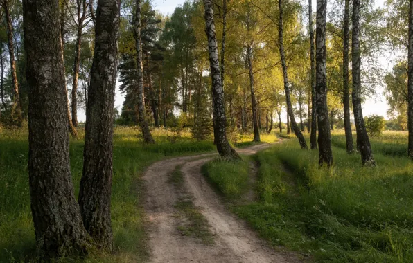 Картинка дорога, лес, берёзы