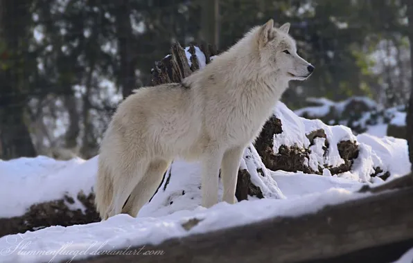 Nature, snow, predator, face, animal, wolf, wildlife, portrait