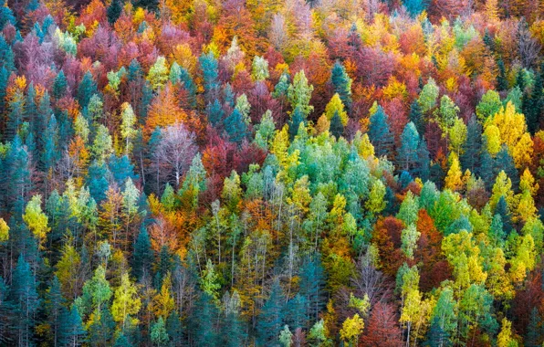 Картинка осень, лес, деревья, природа, краски