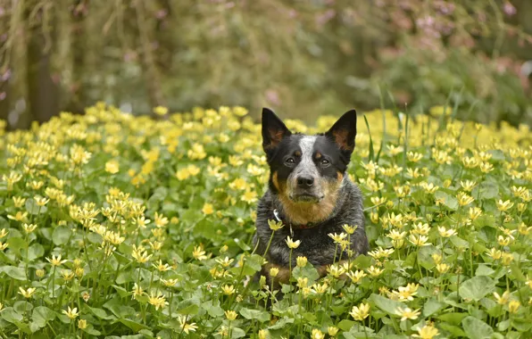 Картинка друг, собака, весна