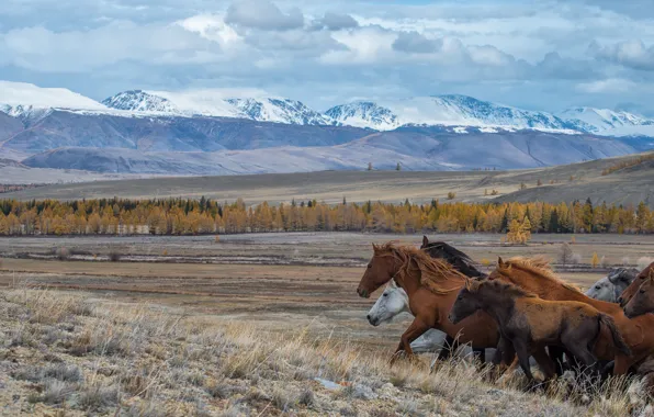 Картинка степь, кони, бег, Горный Алтай, Алтай, Курайская степь