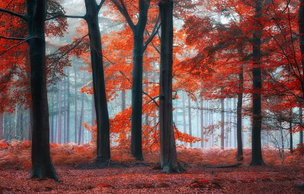 Осень, лес, природа
