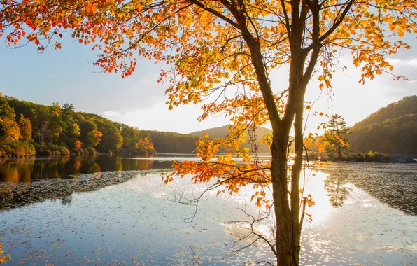 Осень, лес, природа, озеро, дерево
