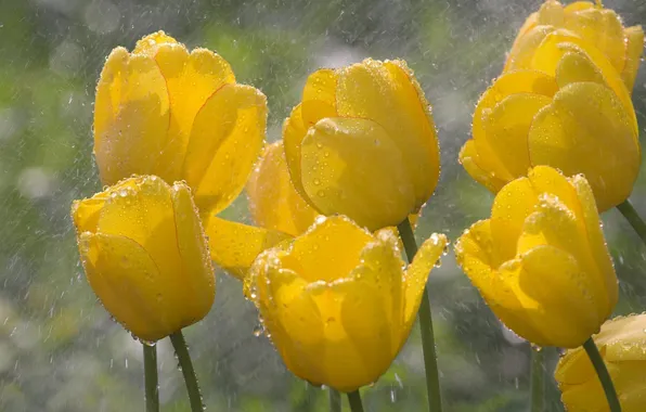 Картинка капли, макро, цветы, желтый, дождь, весна, тюльпаны, бутоны