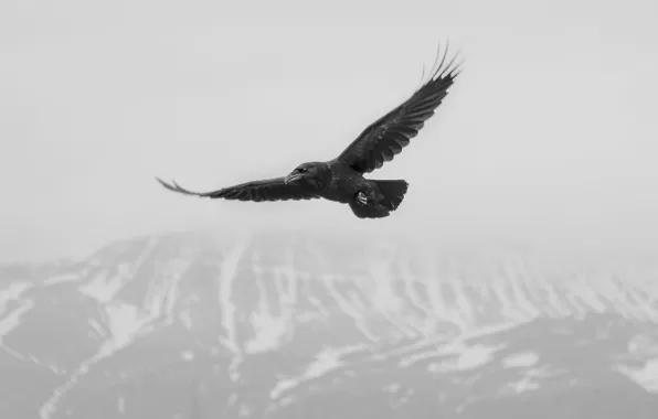 Flying, crow, flight, winter, mountain, snow, fog, mist