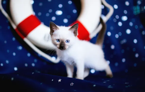 Кошка, кот, взгляд, синий, фон, темный, ткань, котёнок