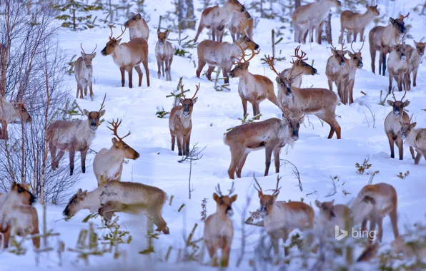 Картинка зима, снег, стадо, Финляндия, северные олени, Оулу