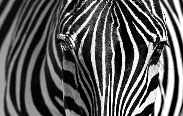Морда, полоски, зебра, чёрно - белое фото