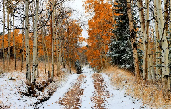 Картинка зима, дорога, лес, снег, природа, фото, березы