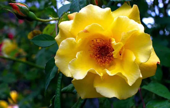 Макро, розы, лепестки