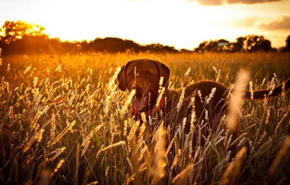 Картинка поле, закат, собака