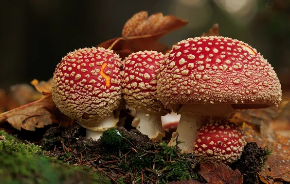 Грибы, мухоморы, грибница