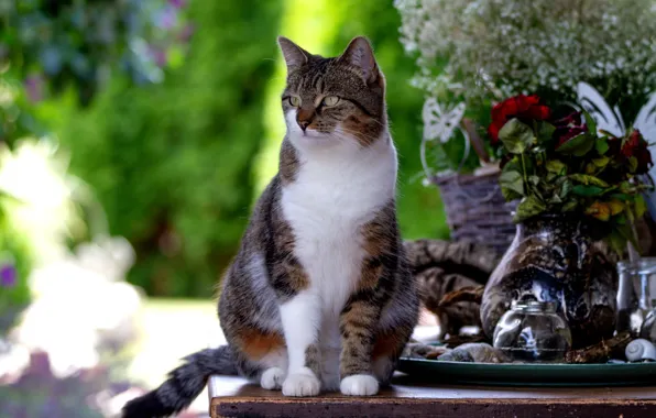 Зелень, кошка, лето, кот, взгляд, морда, свет, цветы