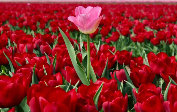 Картинка поле, тюльпаны, Нидерланды, много, плантация, красные тюльпаны, выскочка, розовый тюльпан