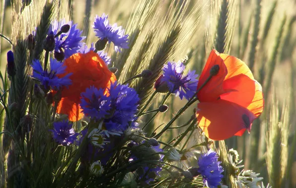 Лето, цветы, природа