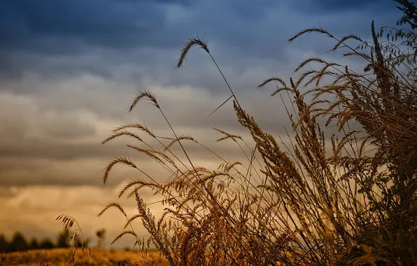 Поле, небо, трава, макро, закат, природа