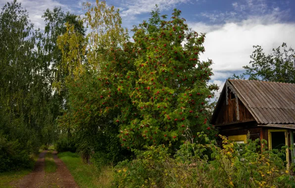 Картинка осень, дома, деревня, рябина