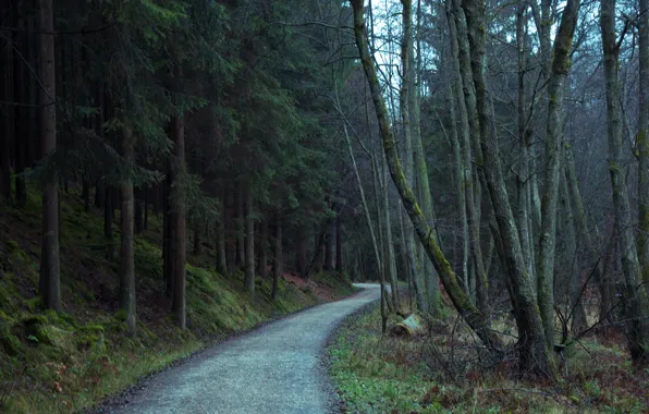 Картинка лес, деревья, природа, дорожка, forest, Nature, trees, path